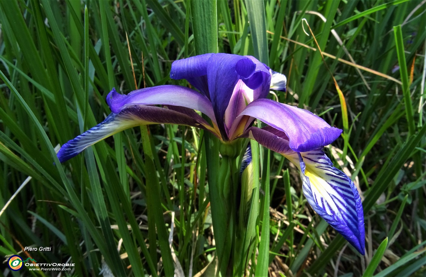 03 Iris (Iris versicolor) sul sent. 531 per Costone-Filaressa.JPG